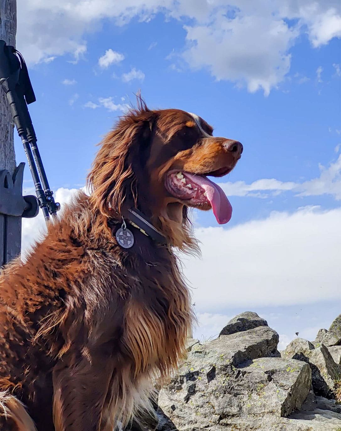 Urlaub mit Hund in Obertauern, Hunde-Hotel