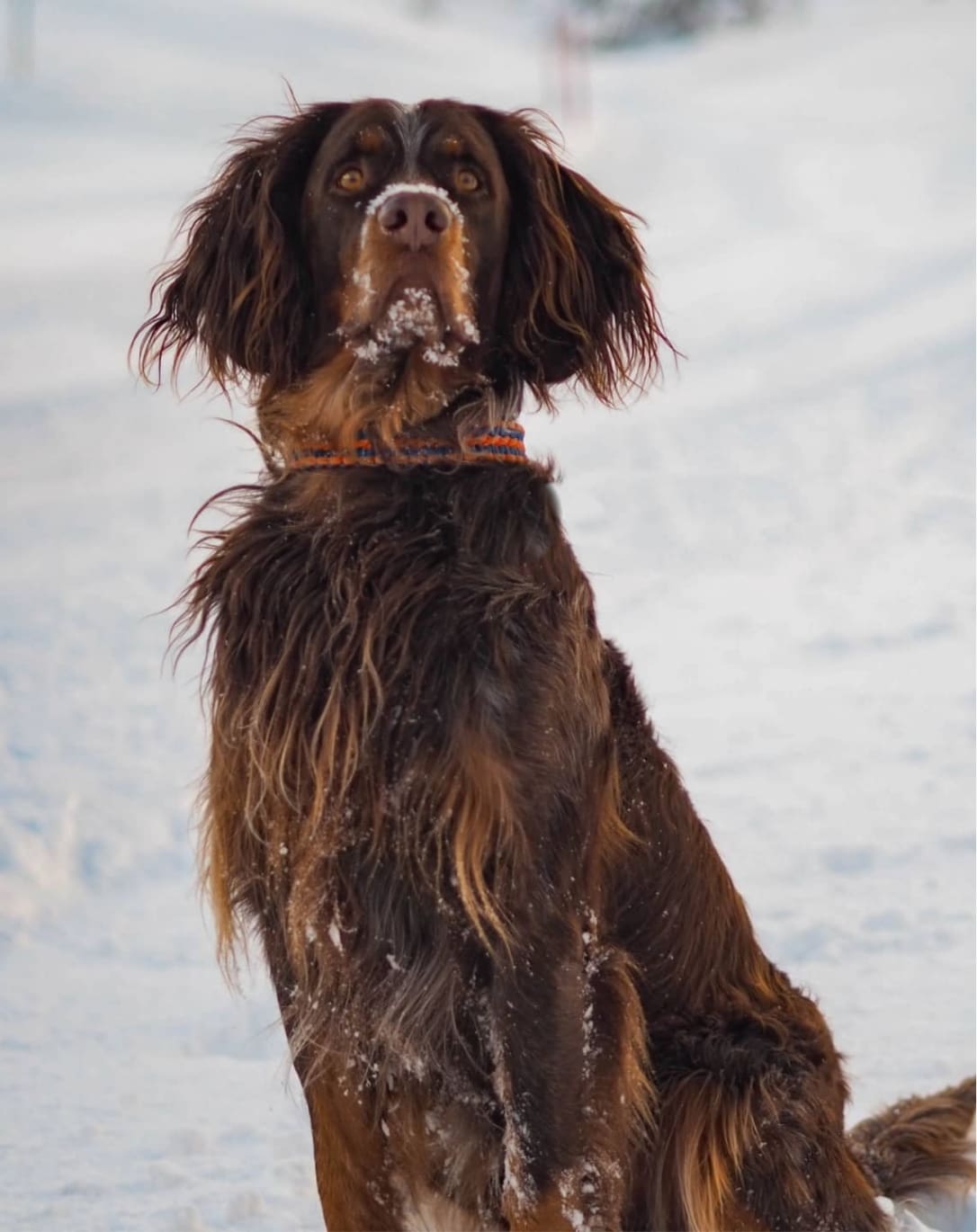 Urlaub mit Hund in Obertauern, Hunde-Hotel