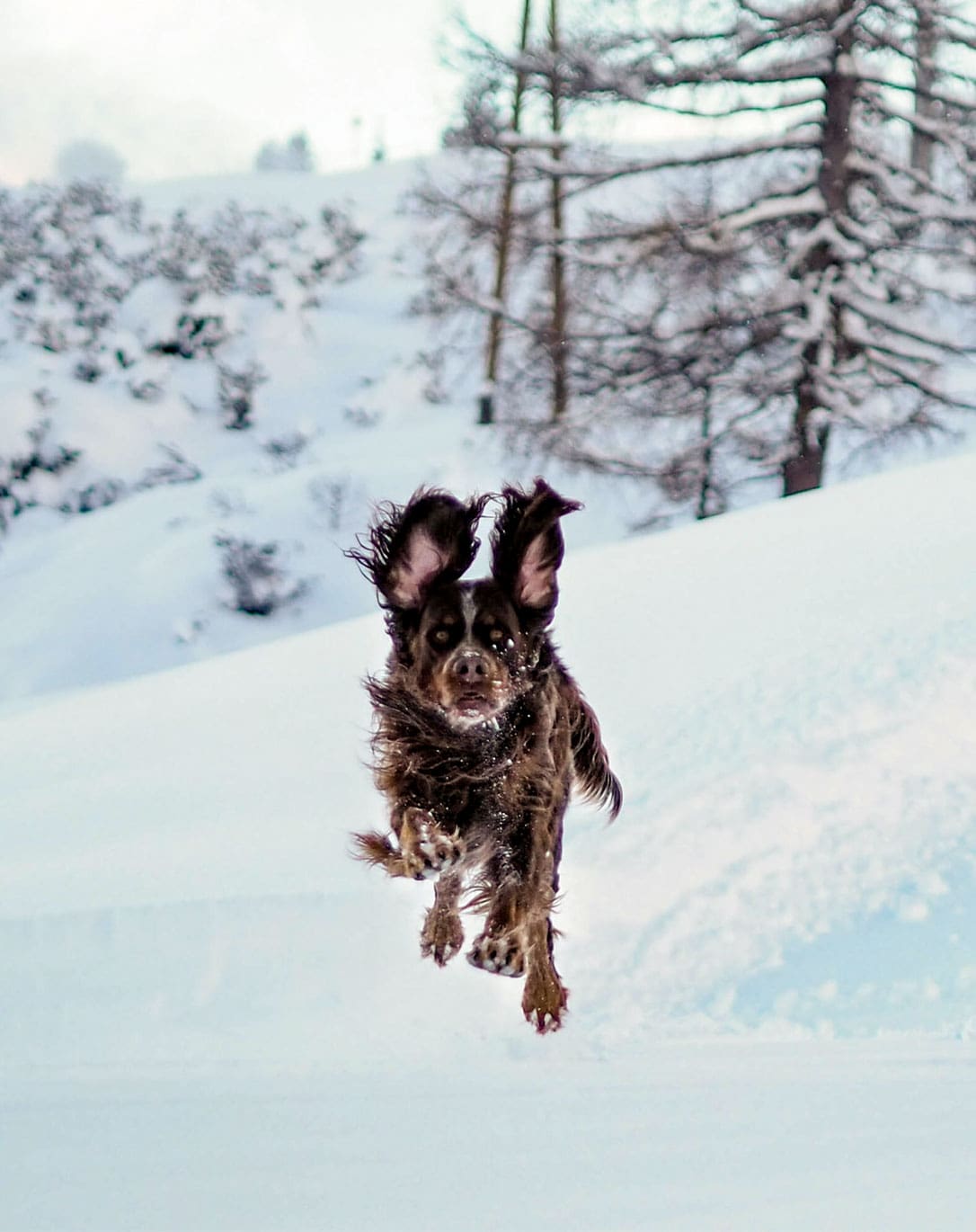 Urlaub mit Hund in Obertauern, Hunde-Hotel