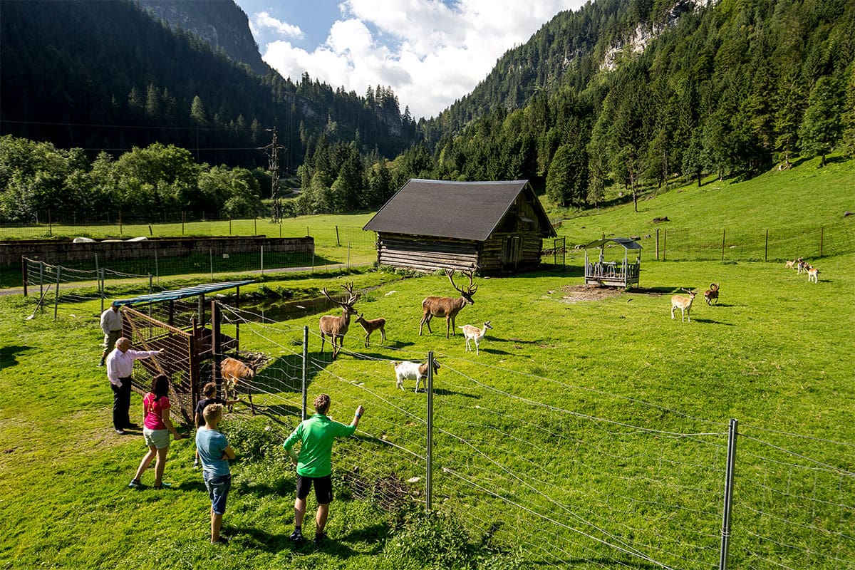 Wildpark Untertauern - Sommerurlaub in Obertauern
