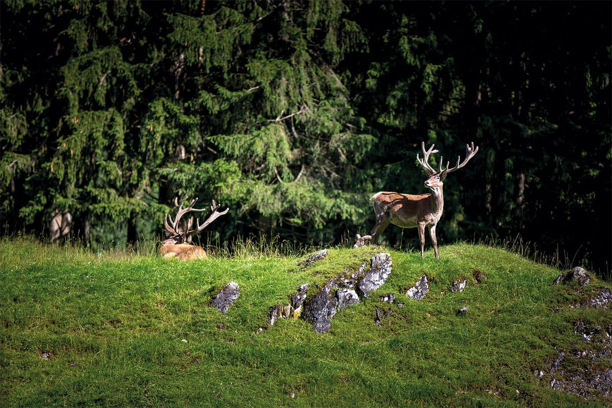 Wildpark Untertauern - Sommerurlaub in Obertauern